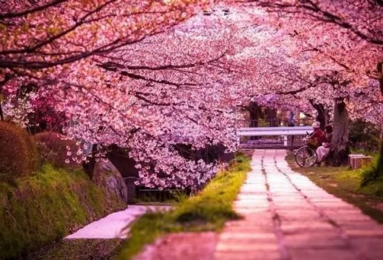 5月 北海道的春天到了櫻花開了 1000 的機票你不該錯過 趣讀