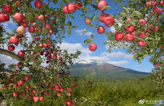 青森縣的蘋果 大自然的恩賜 趣讀