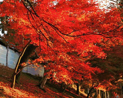 從隈研吾作品到舒淇的最愛 這5家酒店佔盡北海道最美的紅葉 趣讀